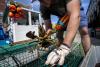 Sustainability group revokes Maine lobster certification over concerns for whales
