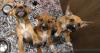 Egyptian Theatre, Tails Humane Society partner for Puppy Pals Live ticket giveaway