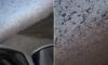 'Biblical' swarm of locusts sparks horror as they flood skies over Russia