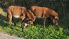 Spain's wildfire fighters have four legs as rescued donkeys eat the brush that feeds flames