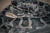 The 2026 Florida Python Challenge Removed Hundreds of Invasive Snakes, Including a 16-Foot Reptile