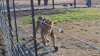 Two lions rescued in Israel transferred to S. Africa