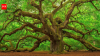 Scientists reviewed 54 Asian oak species; 40 had no backup in any botanical collection...