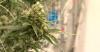 Delaware recreational marijuana sales top $53 million in first year as cannabis market continues to grow