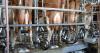 Europe's livestock wake-up call should resonate in Australia