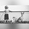 Help protect pets this summer