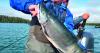 Casteels catch big fish, see big bears in Alaska