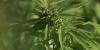 AG Marty Jackley Joins 34 attorneys general urging Congress to keep hemp limits
