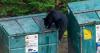Montana Warns of Increased Bear Conflict, Citing One of the ‘Worst Natural Food Failures’ on Record