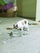 Qatar’s community cats find lifeline in dedicated volunteer network