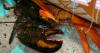 ‘One in 50 million’: Two-coloured lobster draws visitors to Nova Scotia aquarium