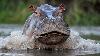 Rescued baby hippo in Colombia highlights growing problem from Escobar herd