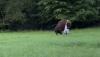 Move Over Yellowstone: Tourist Gets Railroaded By European Bison In Viral Video From Poland