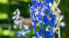 Used for Centuries as Poison, Larkspur, Wolfsbane May Become Medicine After Lab Breakthrough