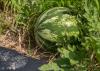 Research supports state watermelon