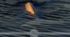 Beluga whales spotted in Nova Scotia’s Bras d’or Lake