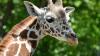 Second Detroit Zoo giraffe euthanized this year after herd interaction
