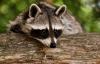 7 raccoon bites in two weeks — Galveston officials warn visitors to stop feeding wildlife