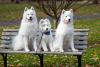 These are Massachusetts' Most Popular Dog Names in 2026