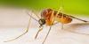 Gaston County resident is first confirmed case of West Nile virus in North Carolina: What to know
