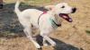 Finn, the big goofy Great Pyrenees puppy, is ready to find his forever home