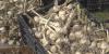 Waldo County nonprofit rescues massive garlic crop for Maine food access groups