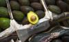 No Guac for You: Security Alert Squeezes Mexican Avocado Pipeline to the U.S.