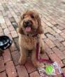 Deli Lane Celebrates Teachers, Live Music & Nat’l Dog Day This August