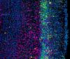 Neural Stem Cells Branch Earlier Than Expected