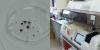 Doctors refocus alpha-gal research to determine who gets red meat allergy and why