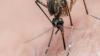 West Nile Virus found in mosquitoes across three North Carolina counties, including Forsyth