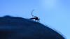 California’s second West Nile death of 2026 confirmed in Glenn County