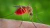 Iowa HHS reports state's first West Nile virus case for 2026