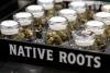 Major Colorado cannabis chain cuts 141 jobs at plant after selling its dispensaries
