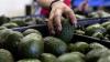 US suspends avocado inspections in Mexican state, potentially disrupting fruit’s export from top producing region