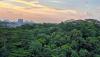 Looming loss of Singapore’s Maju Forest to development raises many questions (commentary)