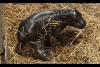 Endangered pygmy hippo calf born at Toronto Zoo
