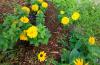 Master Gardeners: Keep plants protected and hydrated on sunny days