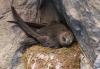 Have you seen a Black Swift? Researchers need your help