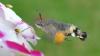 UK sees 'really unusual' rise in hummingbird hawk-moth sightings