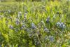Wild at Heart: Nova Scotia’s Overlooked Superfood