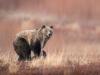 Think your dog makes you safer in bear country? The data says otherwise.
