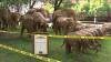 100 life-size elephant statues migrate to Boston as part of traveling art exhibit