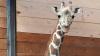 Detroit Zoo giraffe was 'accidentally knocked down;' 2nd to die in 2026