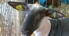 Biosecurity rules keep livestock healthy at county fairs