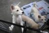 North Koreans Advised to Eat Dog Meat Soup During Heat Wave