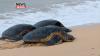 EMA Commends Enforcement Officers Following Suspected Sea Turtle Poaching Incident In Tobago