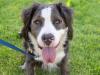 Meet Blue at East Bay SPCA in Dublin