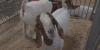 4-H kids showcase months of hard work at Mississippi Valley Fair