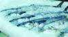 Fresh catch boosts sales at Old Doha Port fish market